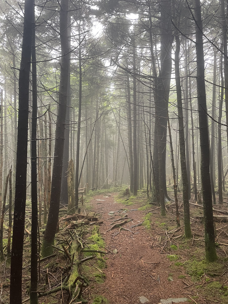 Misty walk on the Plateau plateau