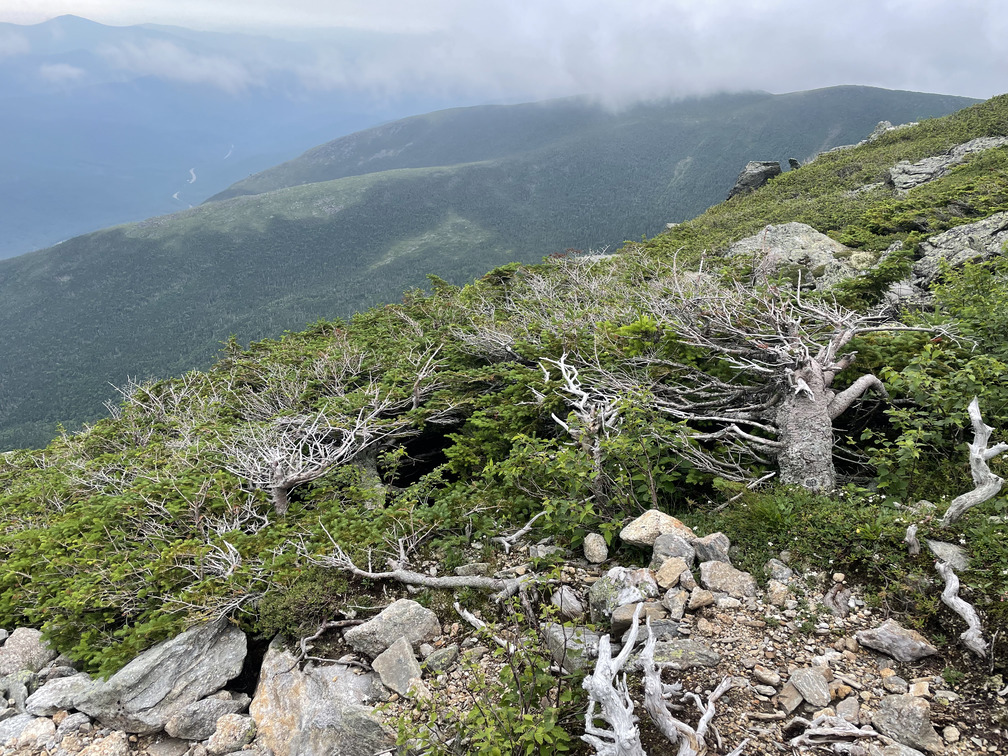 Scruffy trees