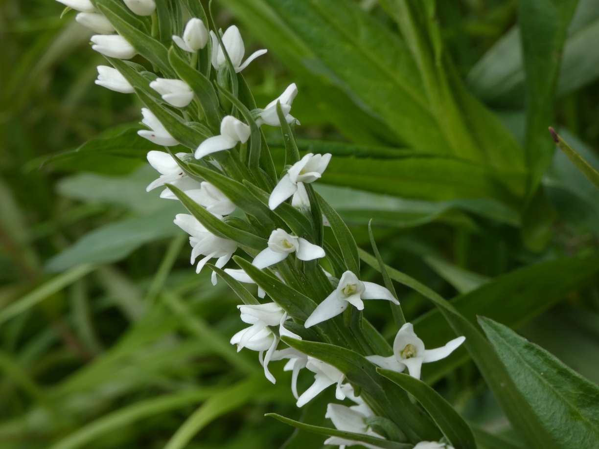 White Bog Orchid