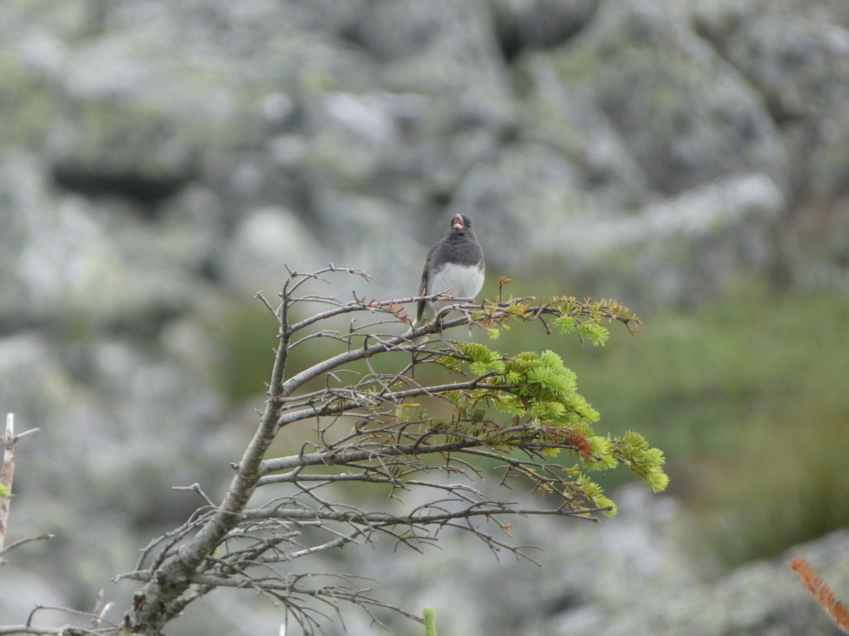 Dark-eyed Junco 1