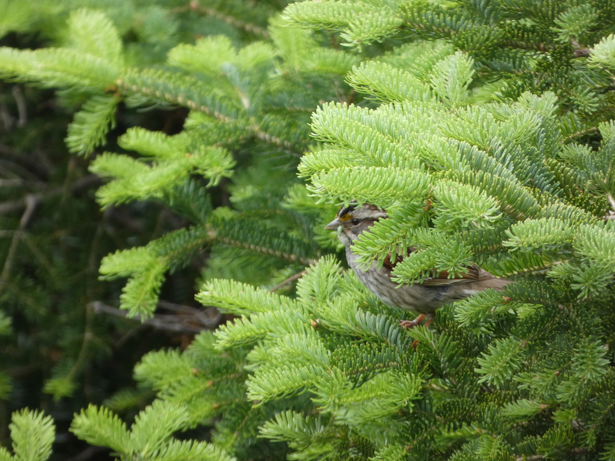 White-throated Sparrow 2