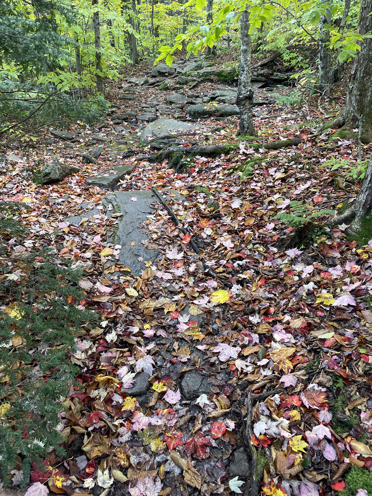 Colorful leaf litter