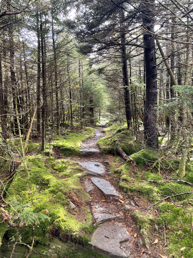 Mossy path on the way to Cornell