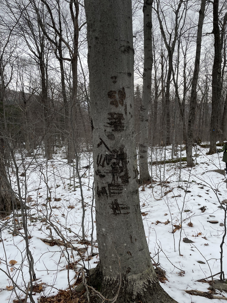 Bear marks on a tree