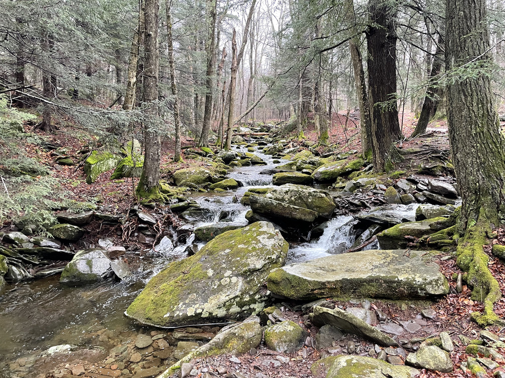 Mossy river