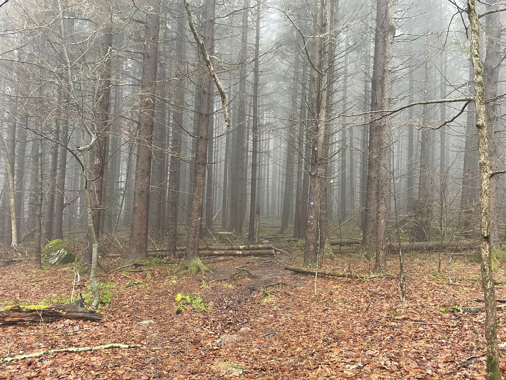 Dark, spooky woods