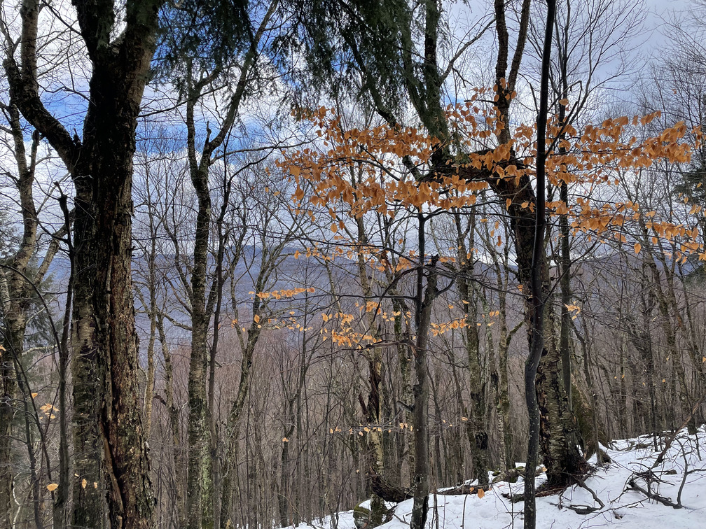 Emerging view of Panther with Beech tree