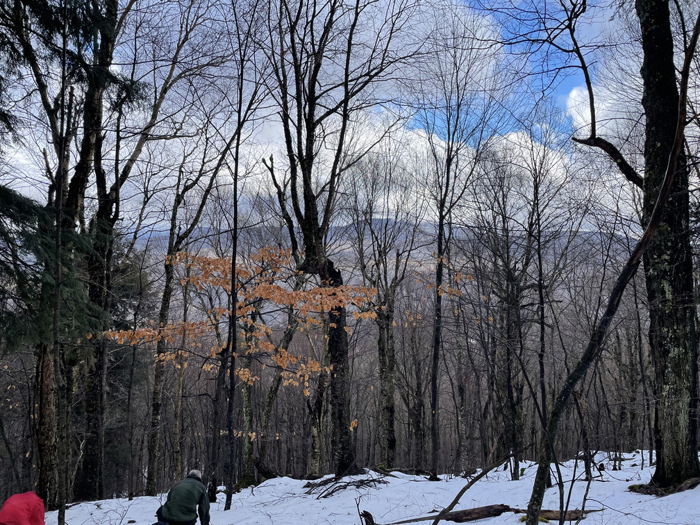 Emerging view of Panther with Beech tree