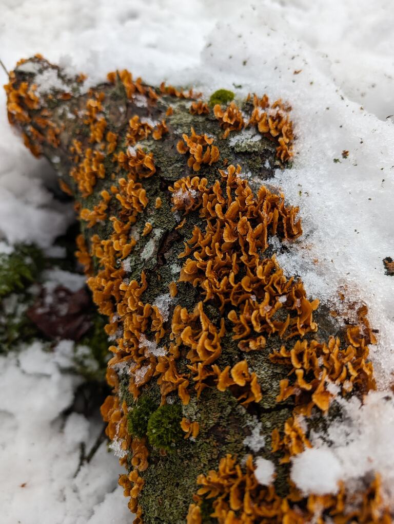 Snowy mushrooms