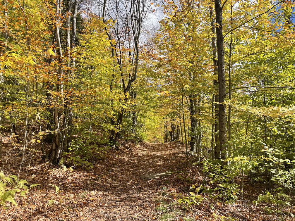 Fall colors along the hiking trail