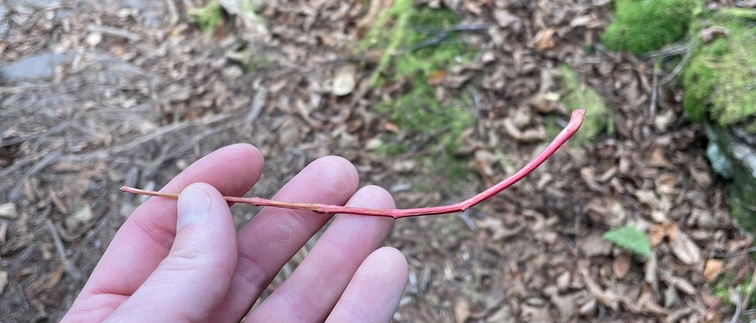 A leaf mystery