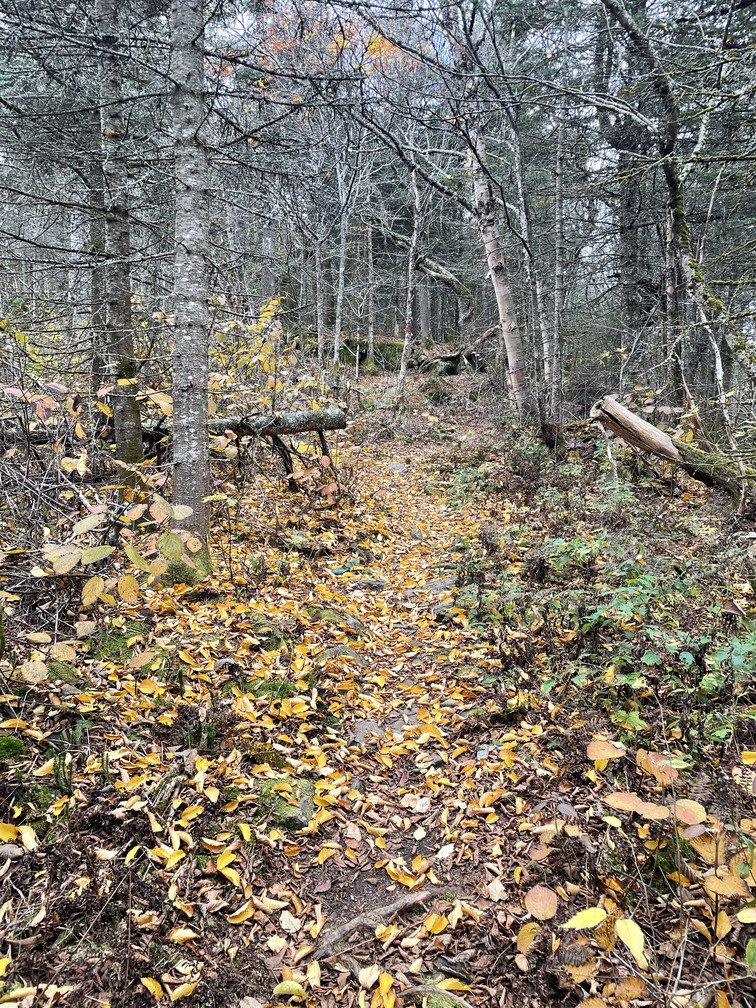Yellow leaf litter