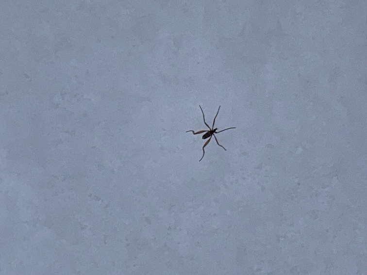 Snow fly