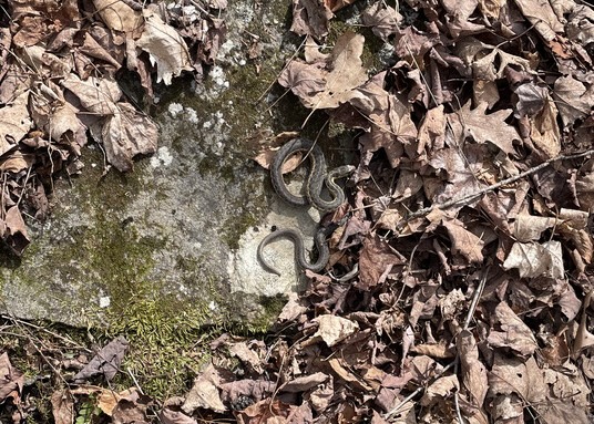 A snake!